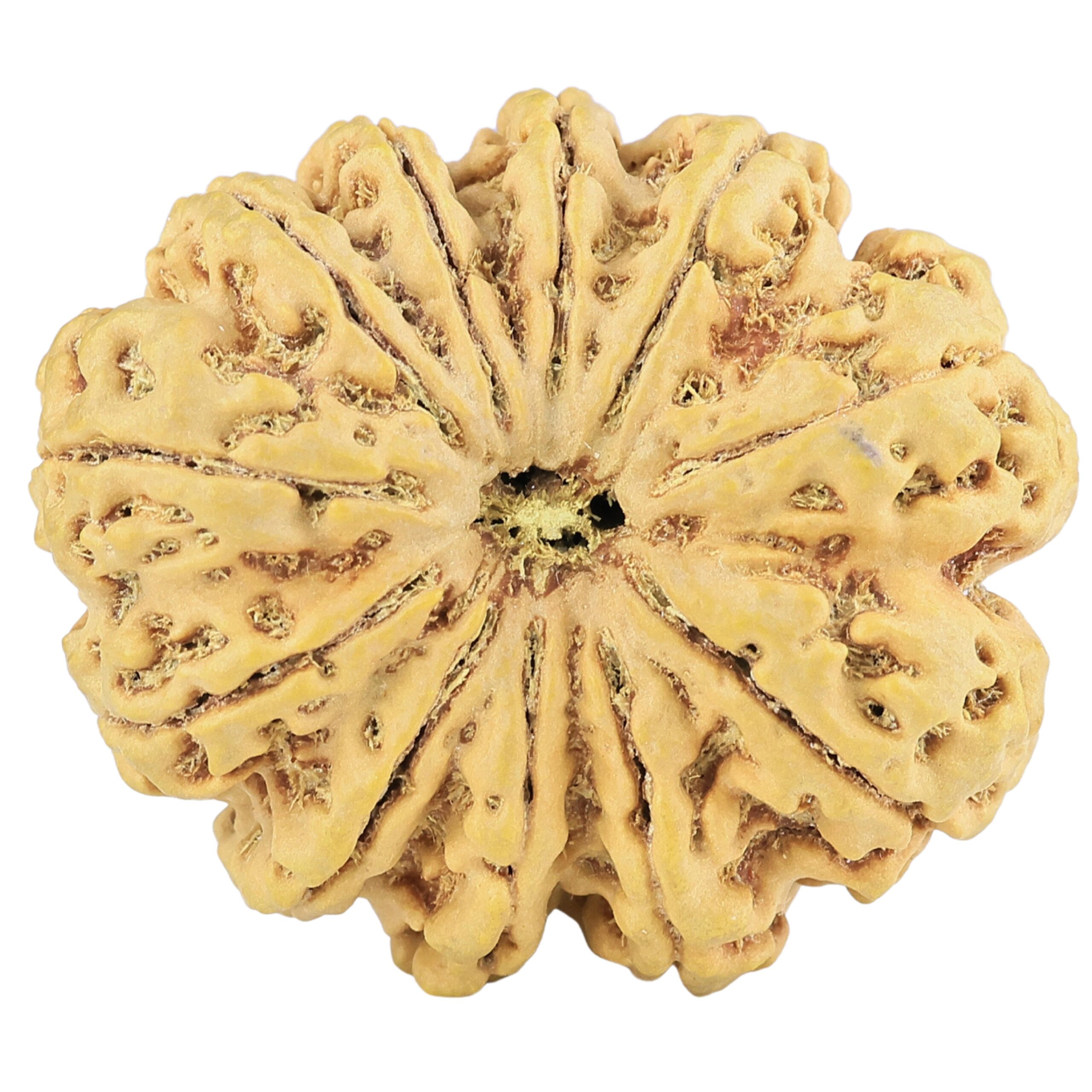 11 Mukhi Rudraksha 34mm 8gm - Rudraksha