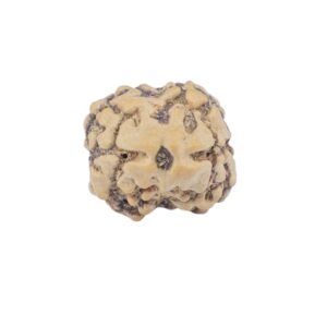 2 Mukhi Rudraksha 22.5mm 1.54gm - Rudraksha
