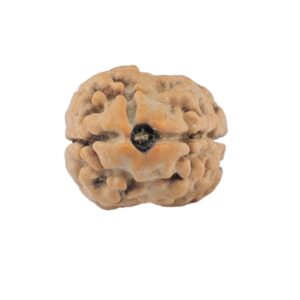 2 Mukhi Rudraksha 19.9mm 1.51gm - Origin: Nepal - Rudraksha