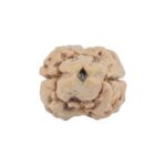 2 Mukhi Rudraksha 25.2mm 2.21gm - Rudraksha