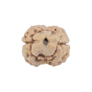 2 Mukhi Rudraksha 25.2mm 2.21gm - Rudraksha