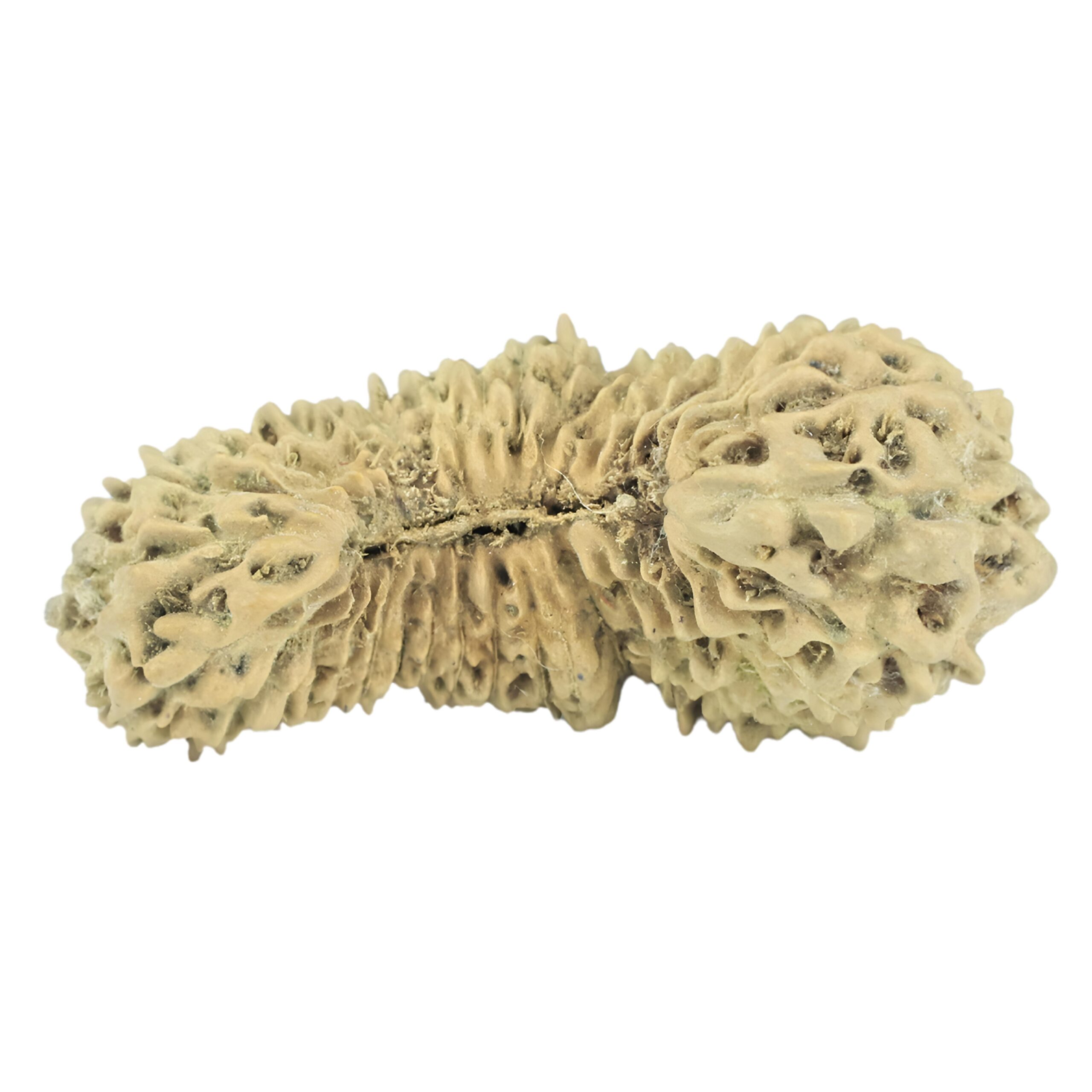 35 Mukhi Rudraksha 27.3mm 0.98gm - Rudraksha