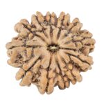 12 Mukhi Rudraksha 25.4mm 4.74gm - Rudraksha