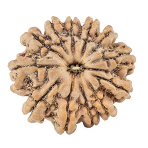 12 Mukhi Rudraksha 25.4mm 4.74gm - Rudraksha