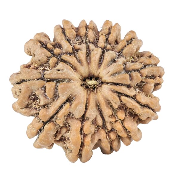 12 Mukhi Rudraksha 25.4mm 4.74gm - Rudraksha