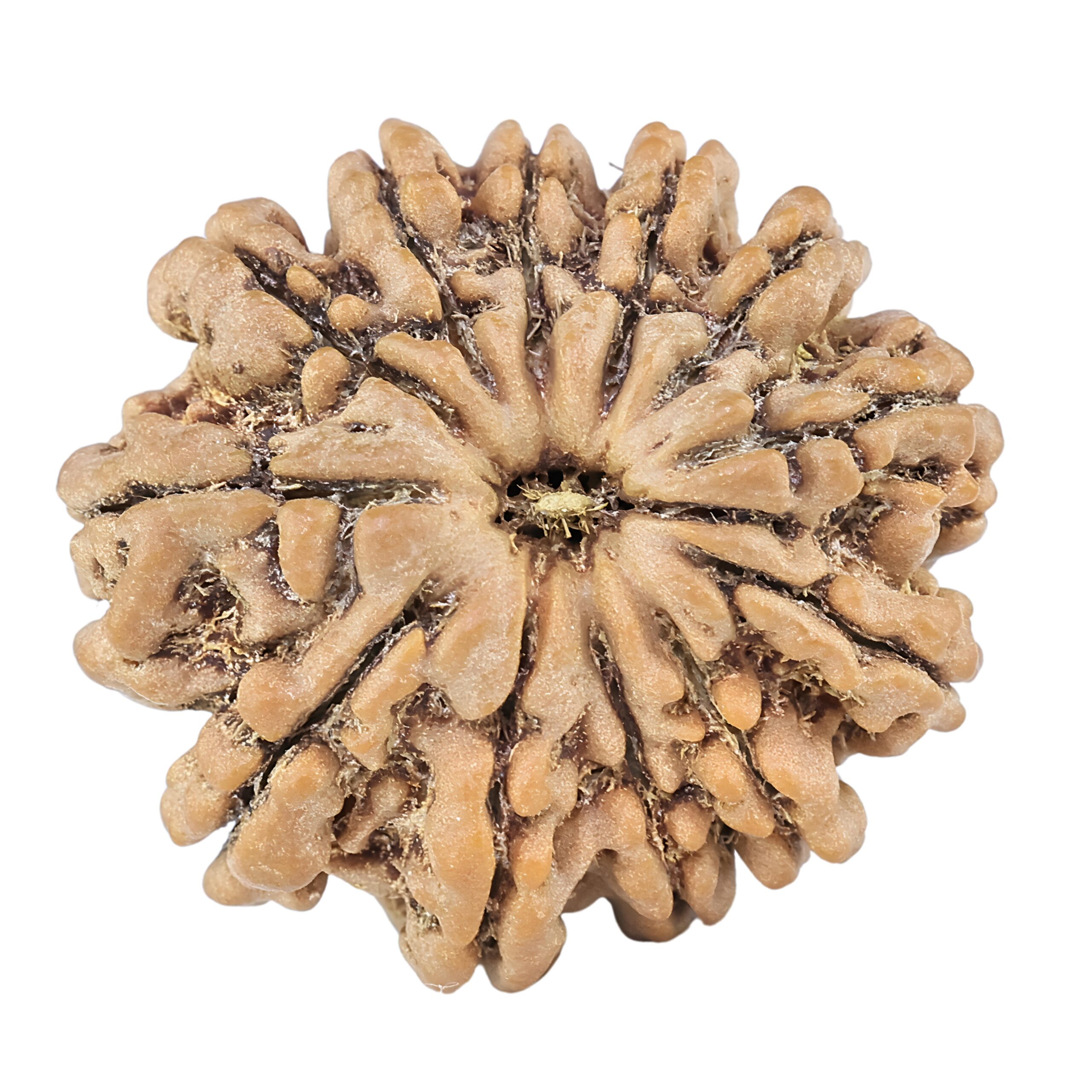 12 Mukhi Rudraksha 25.4mm 4.74gm - Rudraksha