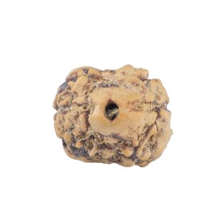 2 Mukhi Rudraksha 20.4mm 1.36gm - Rudraksha