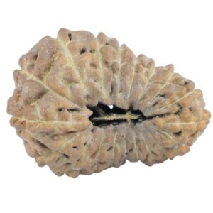 19 Mukhi Rudraksha 18.5mm 0.65gm - Rudraksha