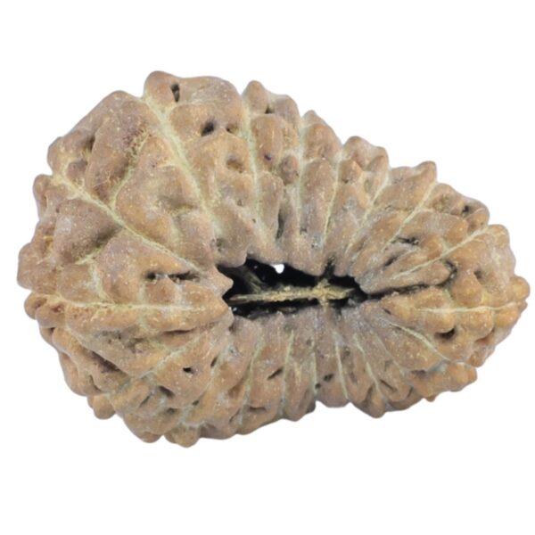 19 Mukhi Rudraksha 18.5mm 0.65gm - Rudraksha
