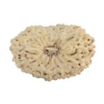 18 Mukhi Rudraksha 17.7mm 0.75gm - Rudraksha