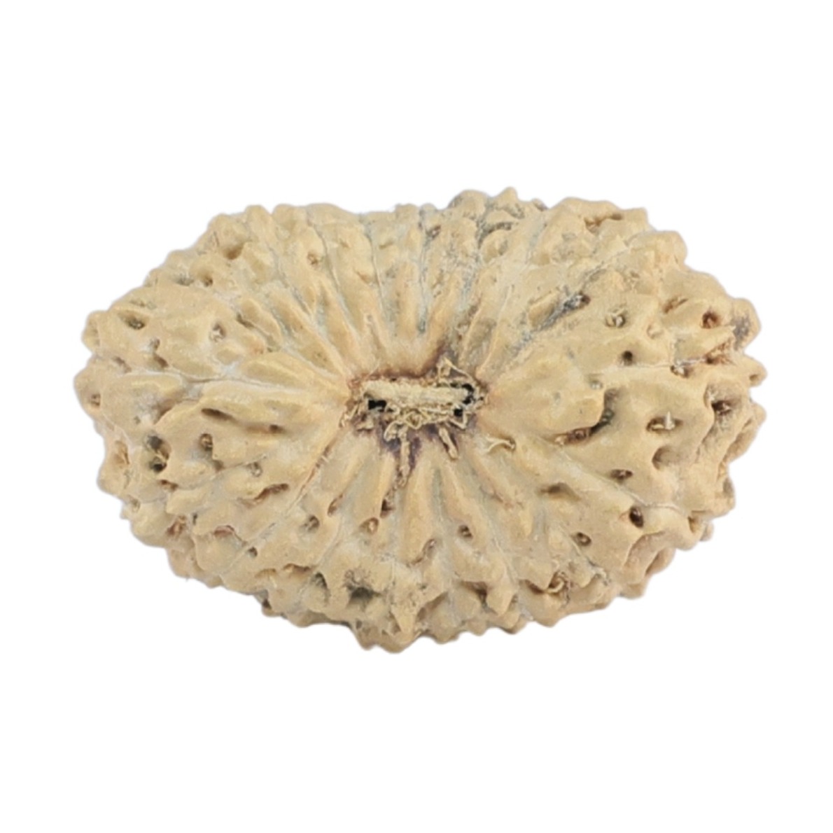 18 Mukhi Rudraksha 17.7mm 0.75gm - Rudraksha