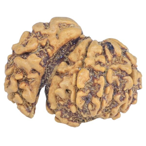 Sawar/Ganesh (8+1) 21.6mm 1.66gm - Rudraksha