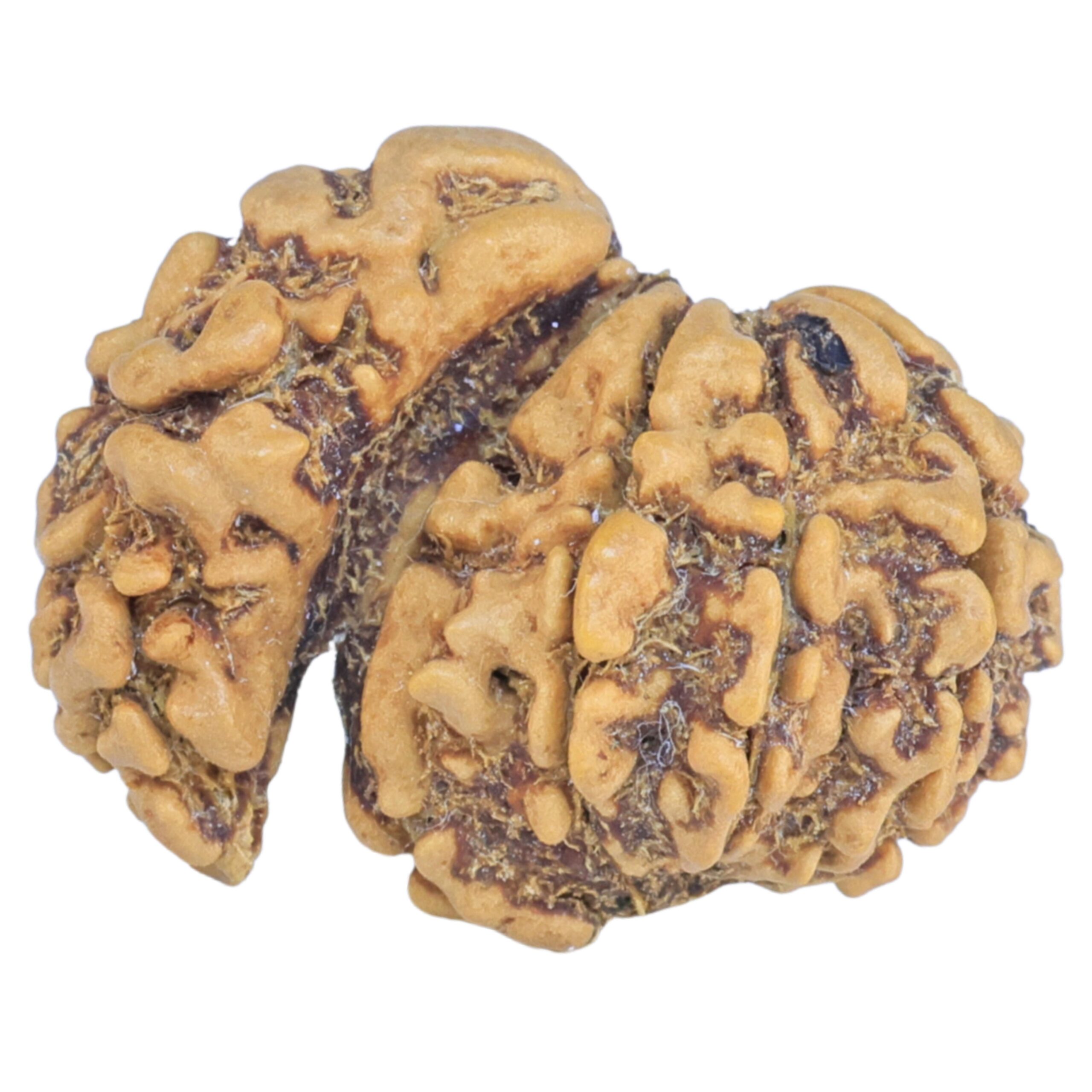 Sawar/Ganesh (8+1) 21.6mm 1.66gm - Rudraksha