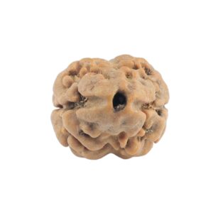 2 Mukhi Rudraksha 19.3mm 1.32gm - Rudraksha