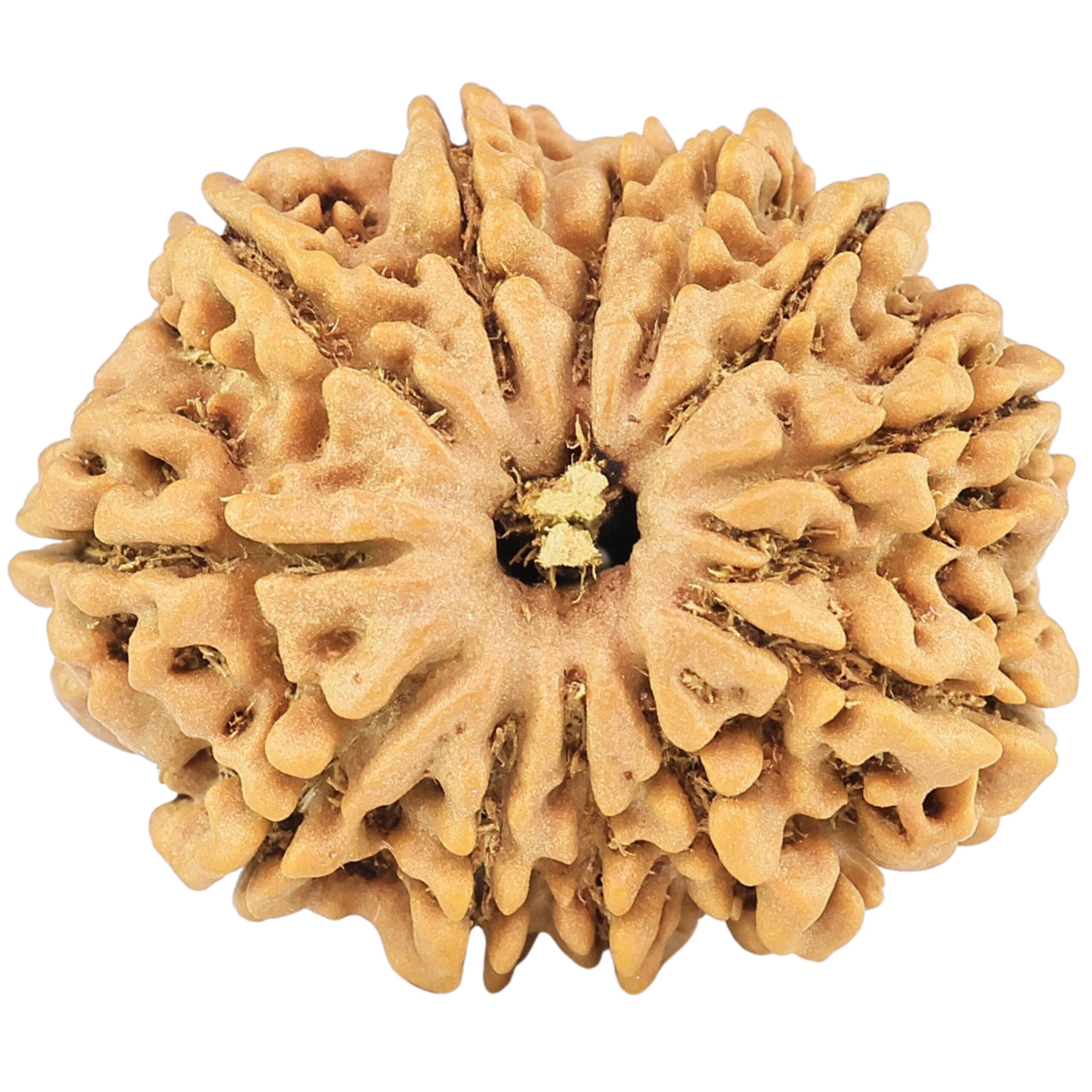 12 Mukhi Rudraksha 26.4mm 4.45gm - Rudraksha