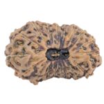 19 Mukhi Rudraksha 27.7mm 3.72gm - Rudraksha