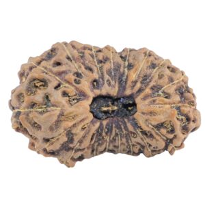 19 Mukhi Rudraksha 27.7mm 3.72gm - Rudraksha