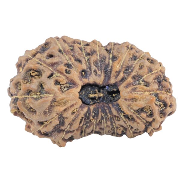 19 Mukhi Rudraksha 27.7mm 3.72gm - Rudraksha