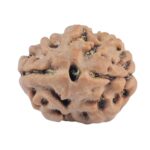 2 Mukhi Rudraksha 15.7mm 1.26gm - Rudraksha