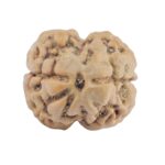 2 Mukhi Rudraksha 23.3mm 1.74gm - Rudraksha