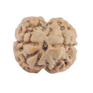 2 Mukhi Rudraksha 23.3mm 1.74gm - Rudraksha