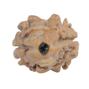 2 Mukhi Rudraksha 18.9mm 1.48gm - Rudraksha