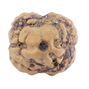 2 Mukhi Rudraksha 21.3mm 1.41gm - Rudraksha