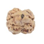2 Mukhi Rudraksha 23.7mm 1.81gm - Rudraksha