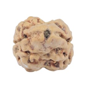 2 Mukhi Rudraksha 23.7mm 1.81gm - Rudraksha