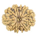 11 Mukhi Rudraksha 30.1mm 6.1gm - Rudraksha
