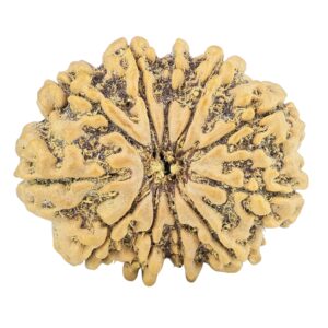 11 Mukhi Rudraksha 30.1mm 6.1gm - Rudraksha