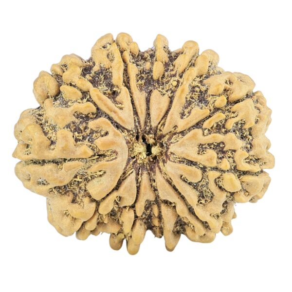 11 Mukhi Rudraksha 30.1mm 6.1gm - Rudraksha