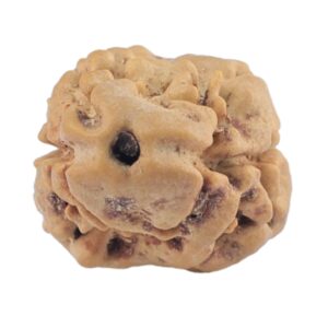 2 Mukhi Rudraksha 21.9mm 1.5gm - Rudraksha