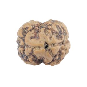 2 Mukhi Rudraksha 21.3mm 2gm - Rudraksha