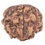 1MK(Underdeveloped) 21.8mm 3.32gm - Rudraksha