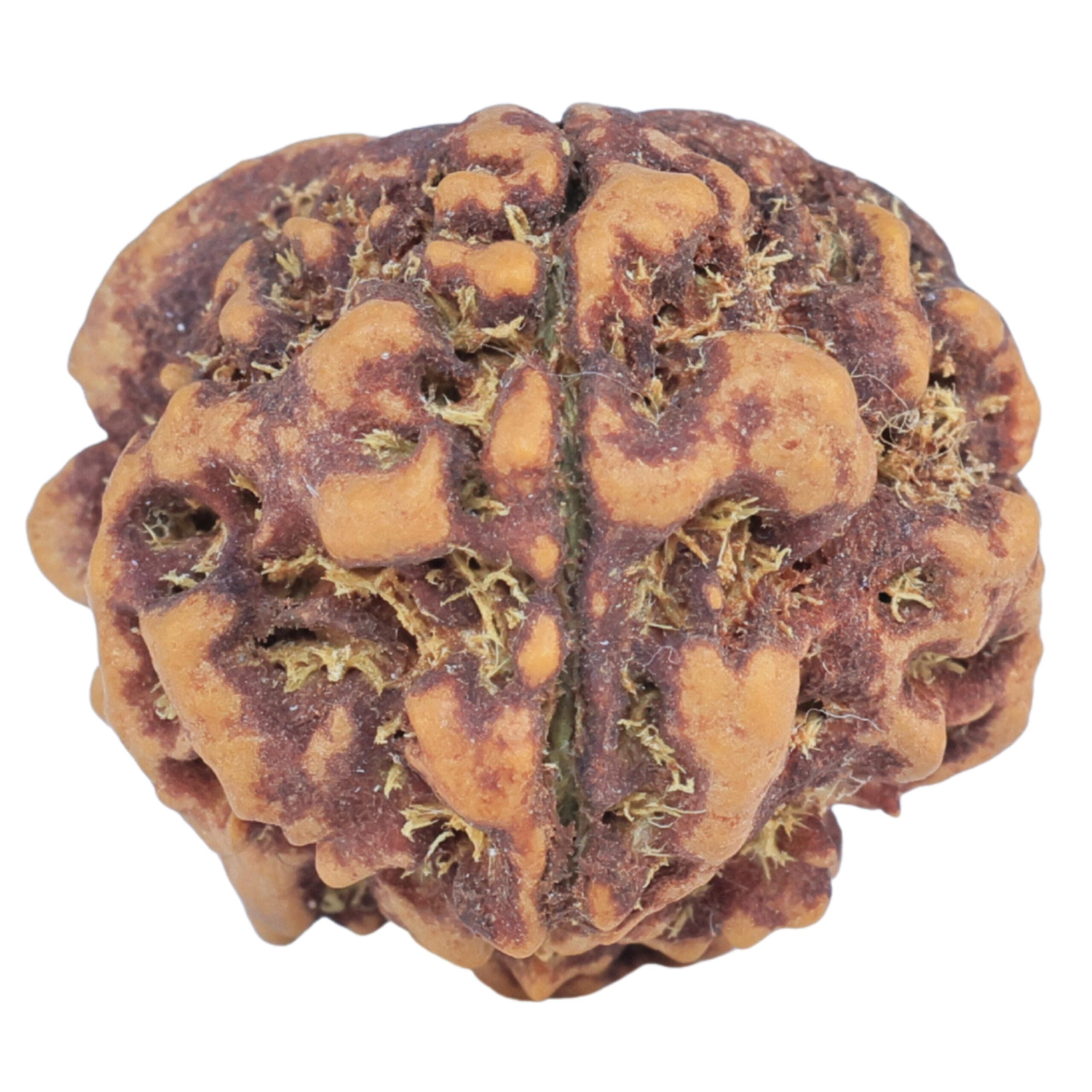 1MK(Underdeveloped) 21.8mm 3.32gm - Rudraksha