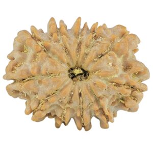 11 Mukhi Rudraksha 21.9mm 2.29gm - Rudraksha