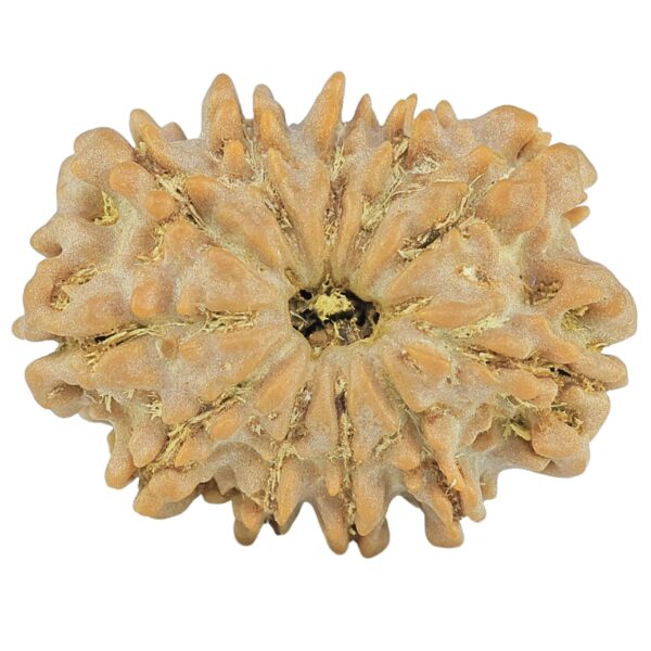 11 Mukhi Rudraksha 21.9mm 2.29gm - Rudraksha