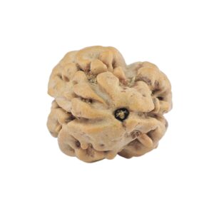2 Mukhi Rudraksha 21.7mm 1.73gm - Rudraksha
