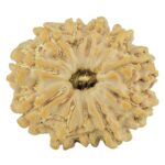 11 Mukhi Rudraksha 24mm 4gm - Rudraksha