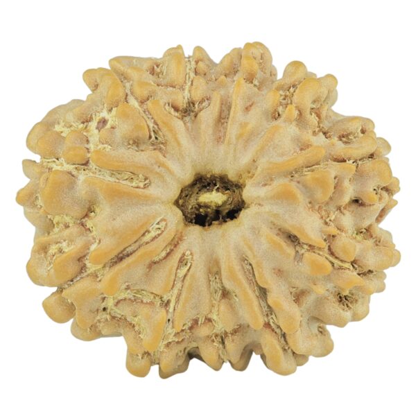 11 Mukhi Rudraksha 24mm 4gm - Rudraksha