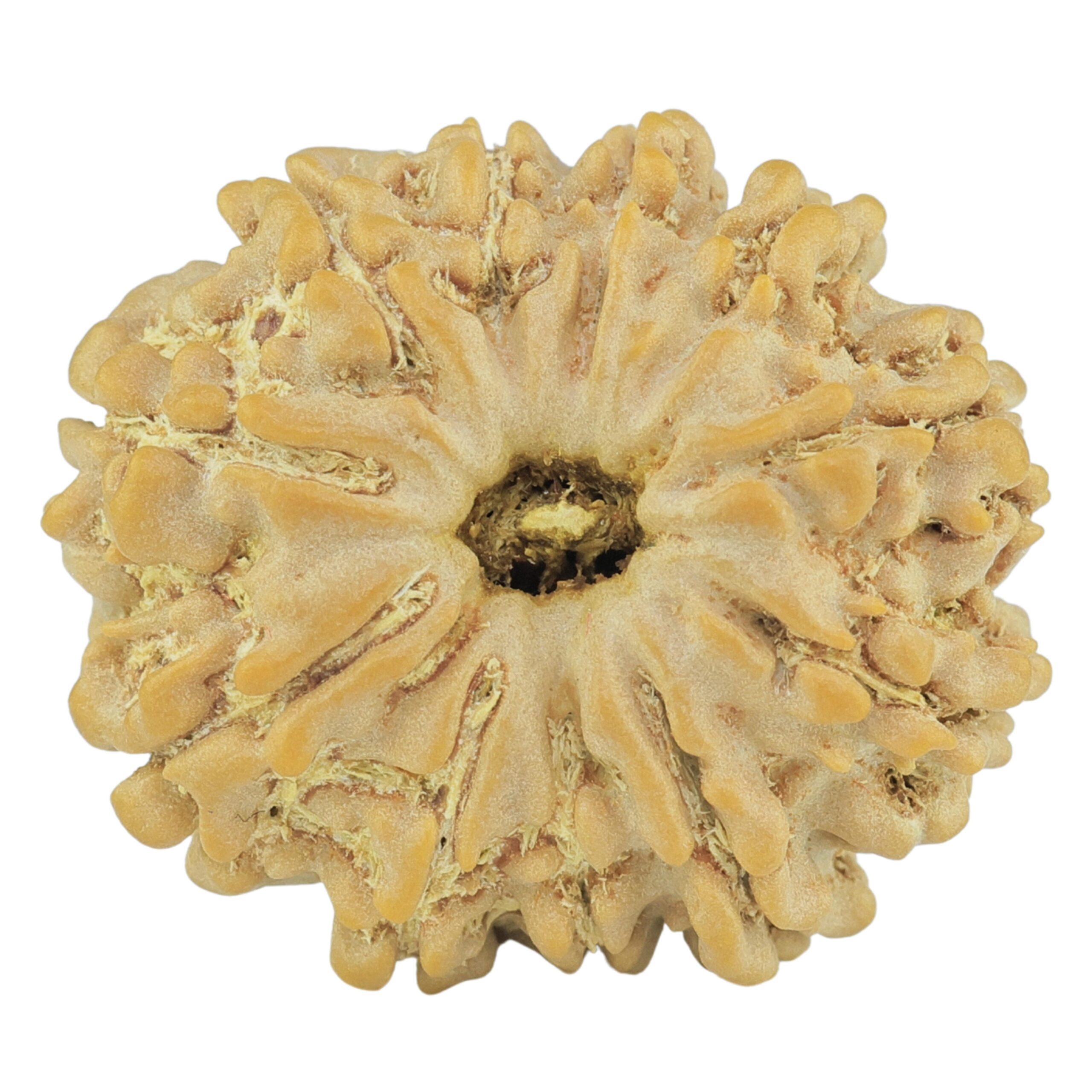 11 Mukhi Rudraksha 24mm 4gm - Rudraksha