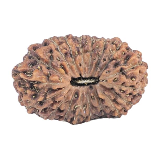18 Mukhi Rudraksha 19.2mm 1.42gm - Rudraksha