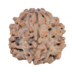 1MK(Underdeveloped) 20.6mm 3gm - Rudraksha