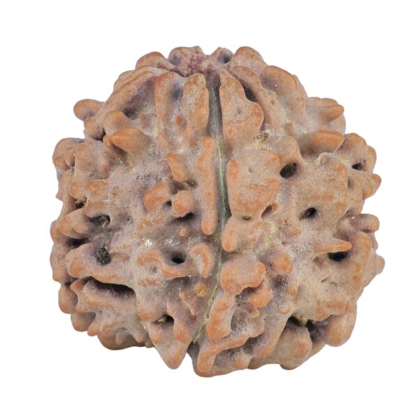 1MK(Underdeveloped) 20.6mm 3gm - Rudraksha