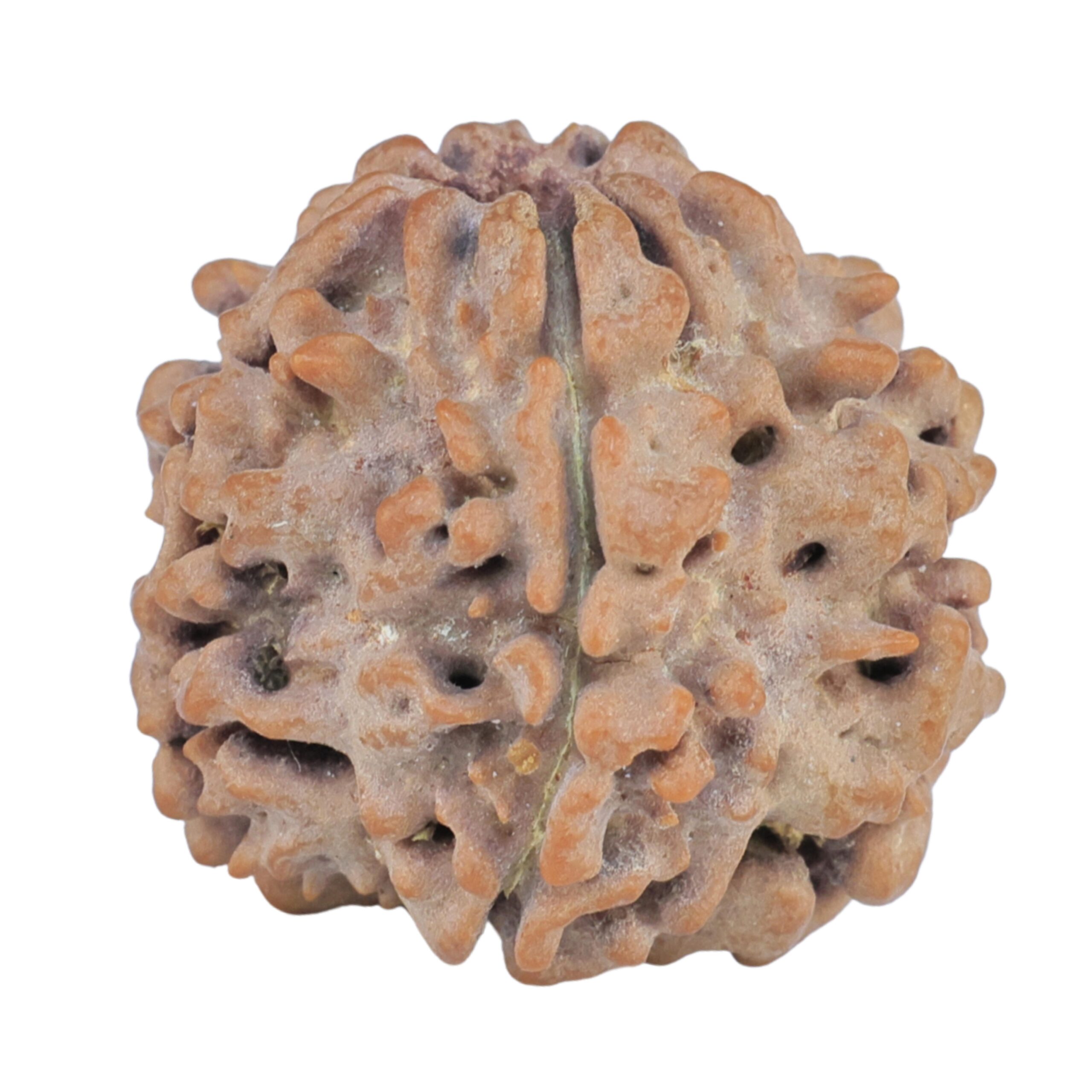 1MK(Underdeveloped) 20.6mm 3gm - Rudraksha