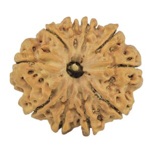 10 Mukhi Rudraksha 28.4mm 5.58gm - Rudraksha