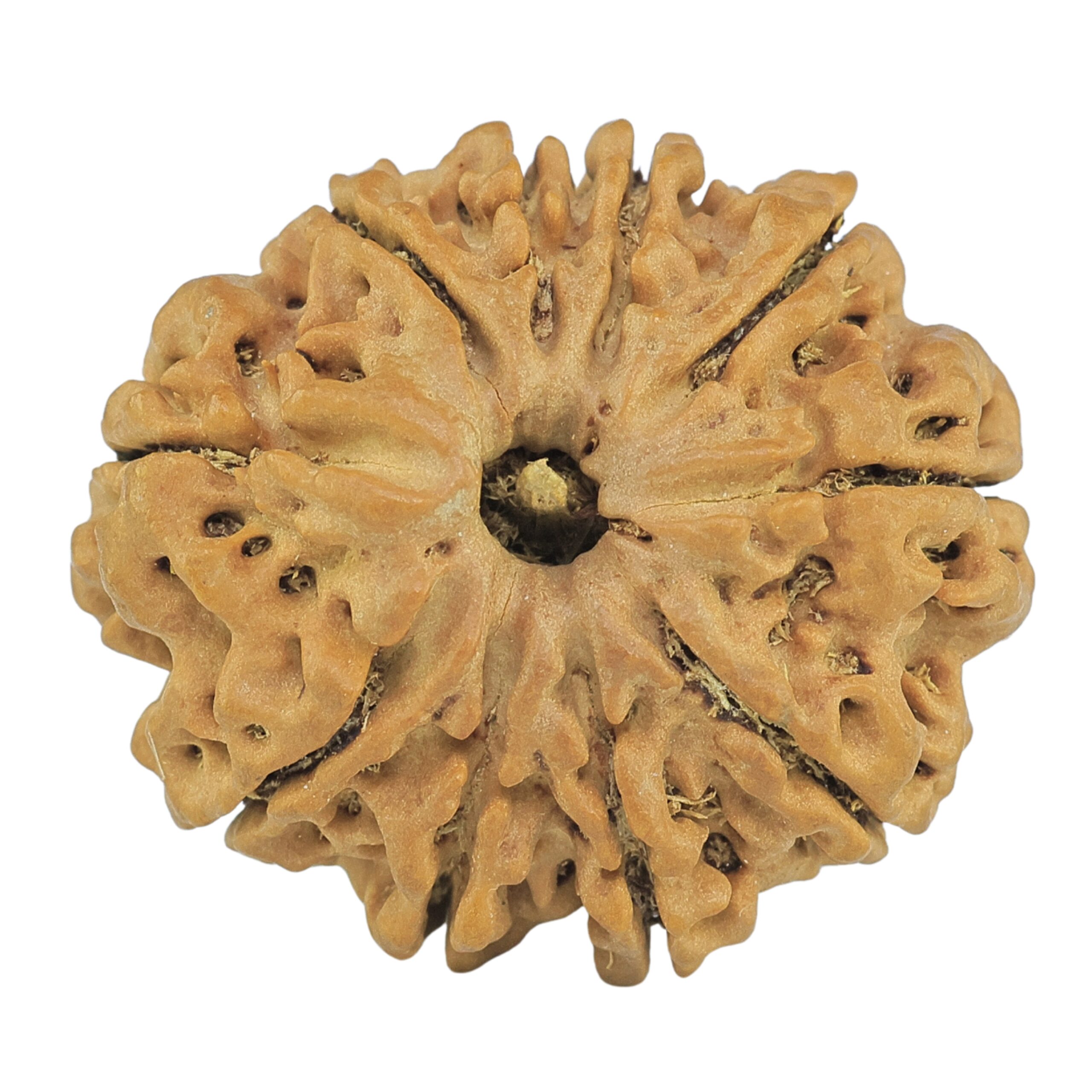 10 Mukhi Rudraksha 28.4mm 5.58gm - Rudraksha