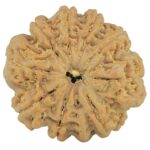 10 Mukhi Rudraksha 26.9mm 5.43gm - Rudraksha