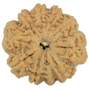 10 Mukhi Rudraksha 26.9mm 5.43gm - Rudraksha